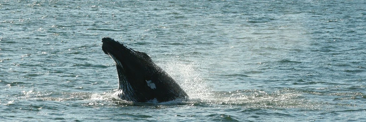 a whale jumping out of water.